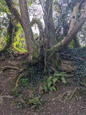 Üzerinde bitkiler olan ağaçlar. 
