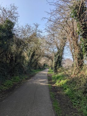 Kırsalda asfalt yolda, yolun iki tarafında da ağaçlar var.