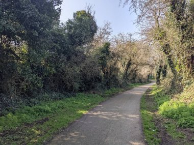 Kırsalda asfalt yolda, yolun iki tarafında da ağaçlar var.