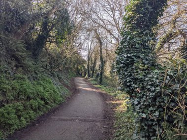 Yolun her iki tarafında ağaçlar olan kırsal bölgede yol. 