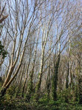 Parktaki ağaçların manzarası