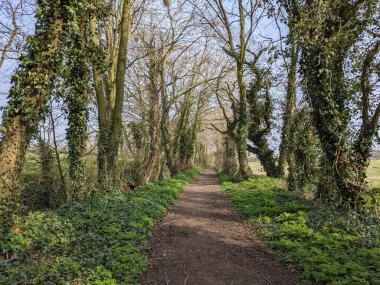 Yolun her iki tarafında ağaçlar olan kırsal bölgede yol. 