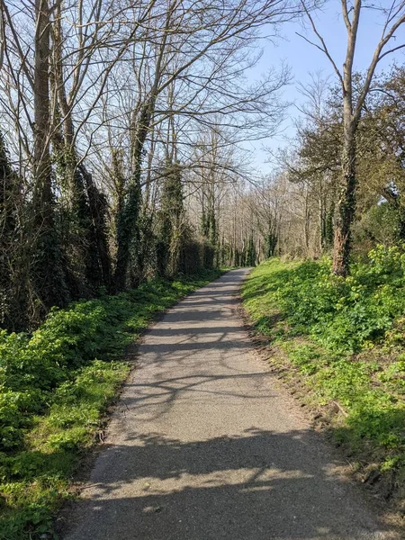 Route Campagne Avec Des Arbres Des Deux Côtés Route — Photo