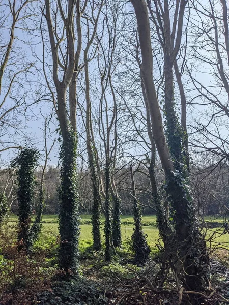 기어오르는 의나무들 — 스톡 사진