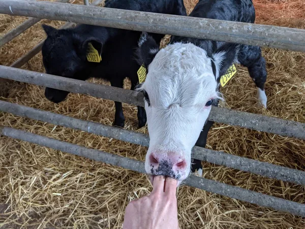 Два Теленка Коровнике Молочной Ферме — стоковое фото