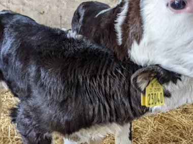 Süt çiftliğindeki ahırda iki buzağı