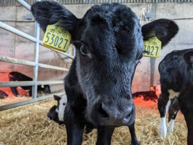 Süt çiftliğindeki ahırda küçük bir buzağı 