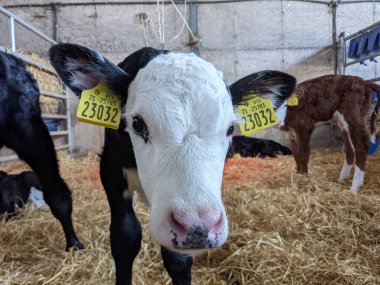 Süt çiftliğindeki ahırda küçük bir buzağı 