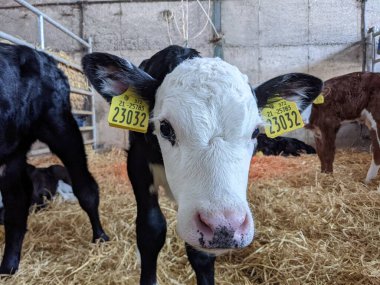 Buzağılar süt çiftliğinde cowshed içinde