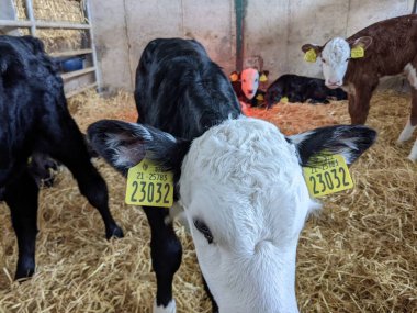 Buzağılar süt çiftliğinde cowshed içinde