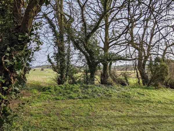 Arbres Avec Des Plantes Grimpantes Dessus — Photo