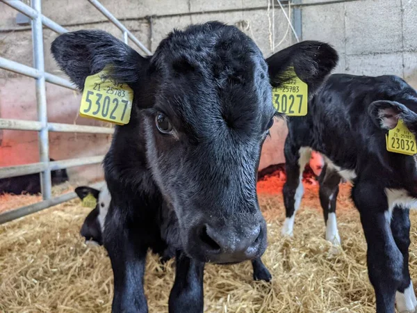 Zwei Kälber Kuhstall Milchviehbetrieb — Stockfoto