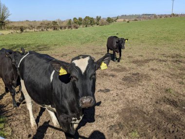 Otlaktaki siyah inekler 