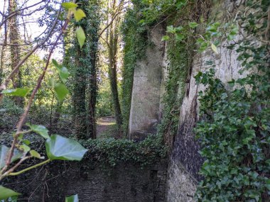 Yeşil bitkilerle kaplanmış antik taş duvar.