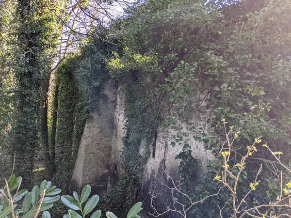 Bushes Old Stone Wall — Stock Photo, Image