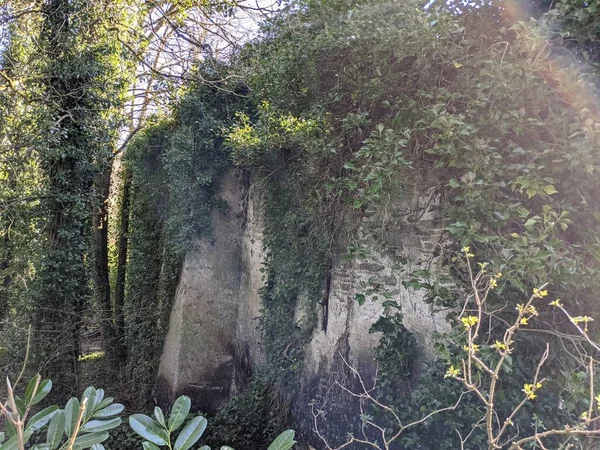 Bushes Old Stone Wall — Stock Photo, Image