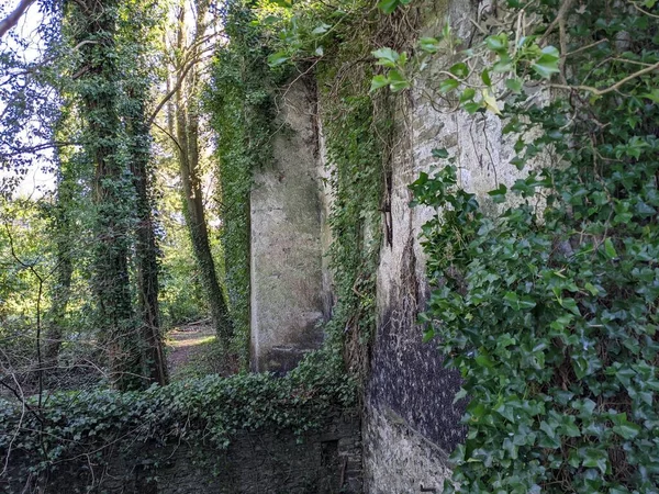 Ancient Stone Wall Overgrown Green Plants — Stock Photo, Image