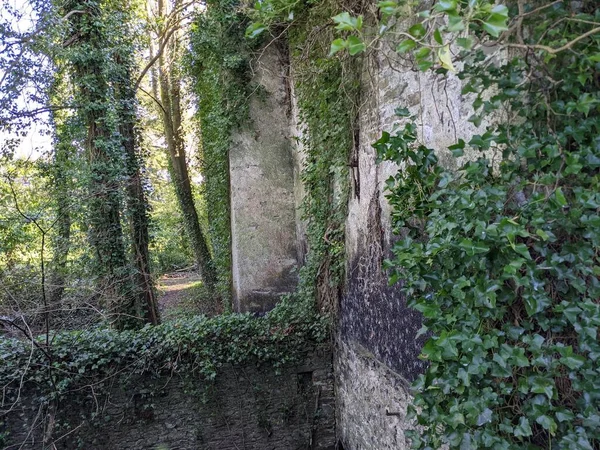 Ancient Stone Wall Overgrown Green Plants — Stock Photo, Image