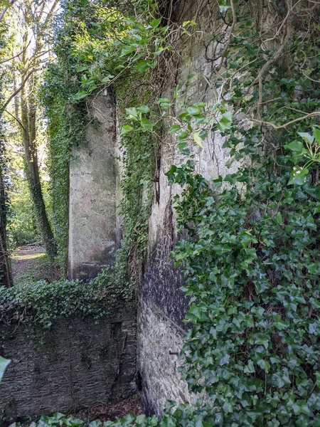 Starobylá Kamenná Zeď Zarostlá Zelenými Rostlinami — Stock fotografie