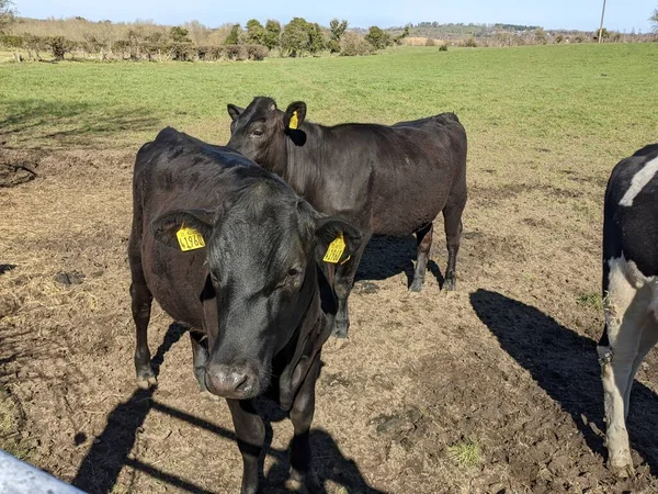Черные Коровы Пастбище — стоковое фото