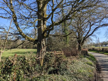 Dalları bükülmüş yaşlı bir ağaç