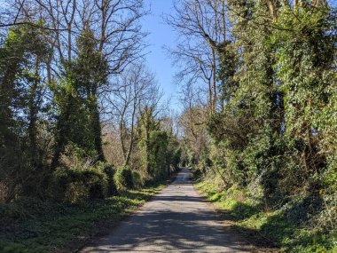 Kırsalda asfalt yolda, yolun iki tarafında da ağaçlar var.