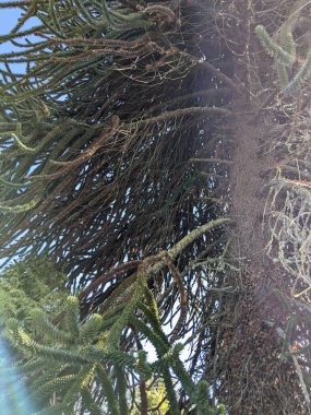 Maymun yapboz ağacı yeni ve eski dallar