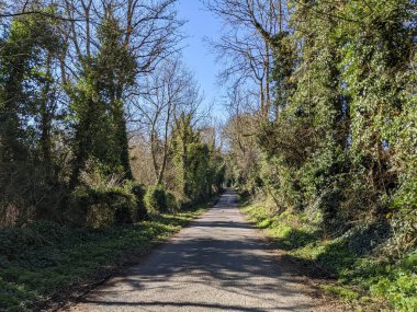 Kırsalda asfalt yolda, yolun iki tarafında da ağaçlar var.