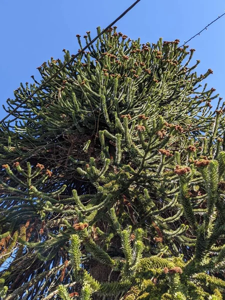 Monkey Puzzle Tree New Old Branches — Stock Photo, Image