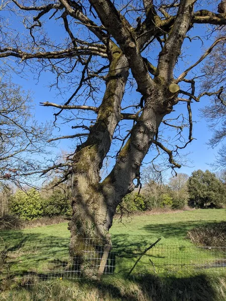 가지가 비뚤어 — 스톡 사진