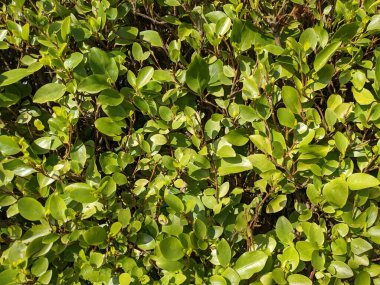 Yeşil çalı yaprakları, doğa arka planı 