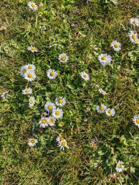 Yeşil çayırdaki küçük beyaz çiçeklerle doğal arka plan