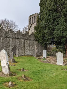 Maymun yapboz ağacı yeni ve eski dallar