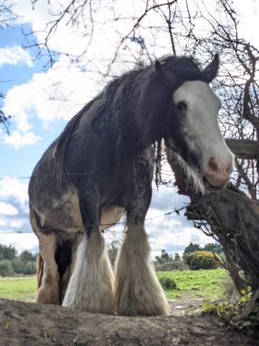 Güzel beyaz ve siyah teneke atlı uzun yeleli bahçede özgürce yürüyor. 