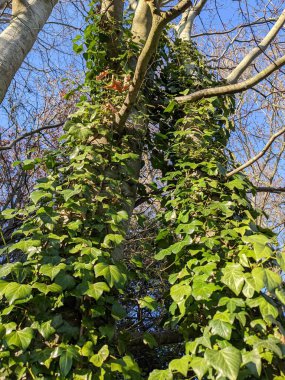 Üzerinde tırmanma bitkileri olan ağaçları park et. 