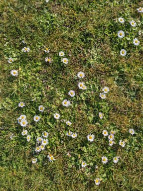 Yeşil çayırdaki küçük beyaz çiçeklerle doğal arka plan