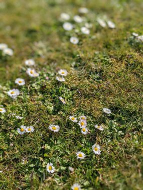 Yeşil çayırdaki küçük beyaz çiçeklerle doğal arka plan