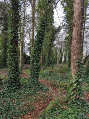 Yeşil ormandaki patika