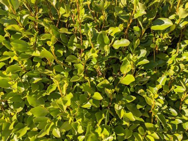 Yeşil çalı yaprakları, doğa arka planı 