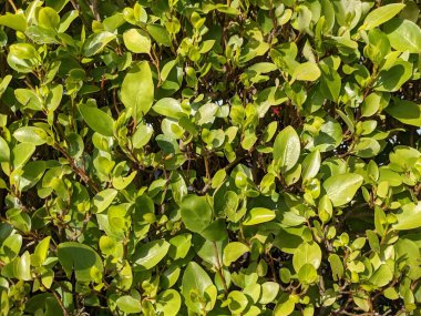 Yeşil çalı yaprakları, doğa arka planı 