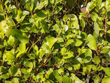 Yeşil çalı yaprakları, doğa arka planı 