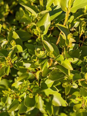 Yeşil çalı yaprakları, doğa arka planı 