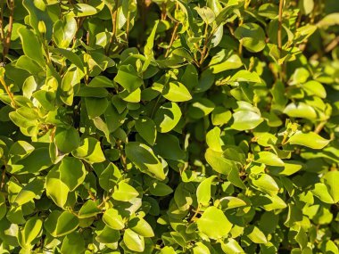 Yeşil çalı yaprakları, doğa arka planı 