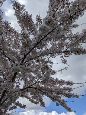 Baharda beyaz çiçeklerle açan güzel bir ağaç.