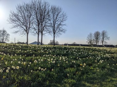 Kırsalda beyaz nergis tarlası
