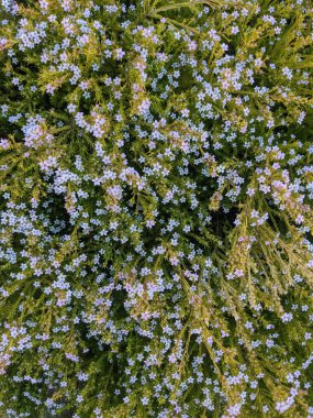 Bahar doğa arka plan mavi unutma çiçekli