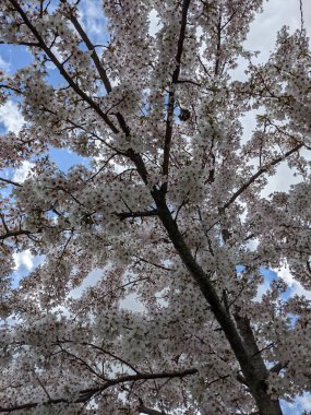 Baharda beyaz çiçeklerle açan güzel bir ağaç.