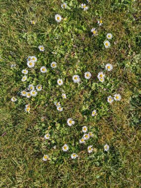 Yeşil çayırdaki küçük beyaz çiçeklerle doğal arka plan