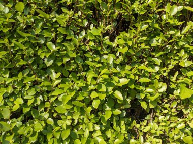 Yeşil çalı yaprakları, doğa arka planı 