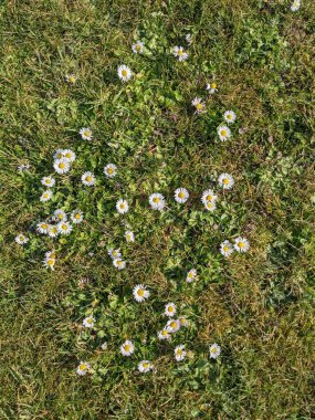 Yeşil çayırdaki küçük beyaz çiçeklerle doğal arka plan